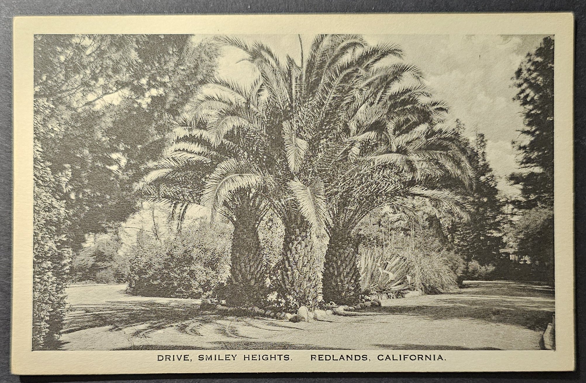 (image for) postcard USA - CA - California #0081